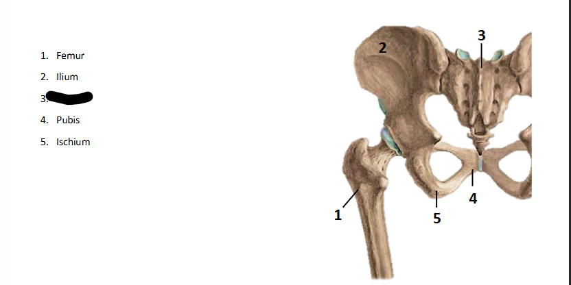 <p>What bone landmark is this within the <strong>Lower-Appendicular Skeleton?</strong></p>