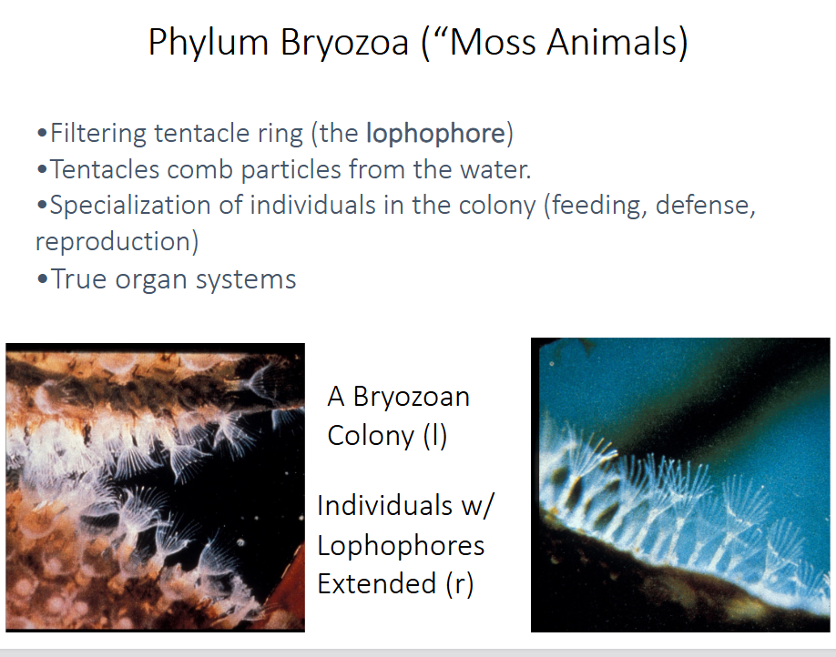 <p>-filtering tentacle ring (the lophophore)</p><p>-tentacles comb particles from the water</p><p>-specialization of individuals in the colony (feeding, defense, and reproduction)</p>