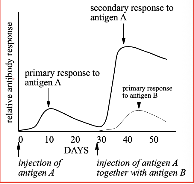 <ul><li><p>Low levels of antibody one week after first antigen exposure </p></li><li><p>Second exposure produces faster response in a greater magnitude </p></li></ul><p></p>