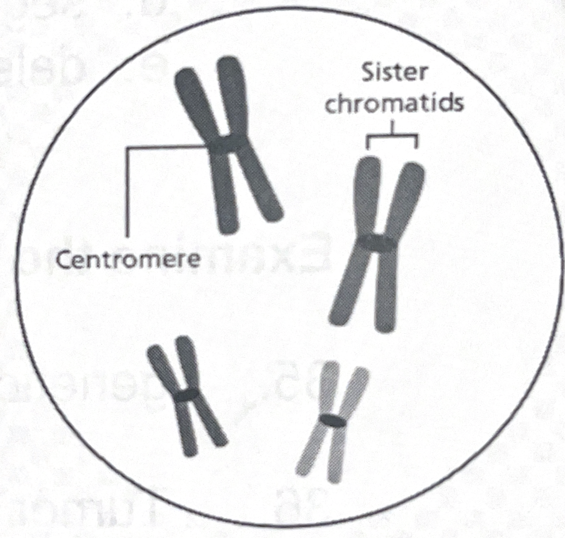 <p>the diagram illustrates a cell that has a diploid number of 4 (n=4). after DNA replication and chromosome condensation prior to division, the cell can be illustrated like this. the chromosome pairs can be distinguished due to their size.</p><p><br>draw how the chromosomes would appear during metaphase of meiosis I.</p>
