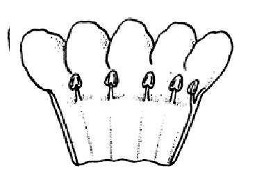 <p>fusion of different types of flower parts</p>