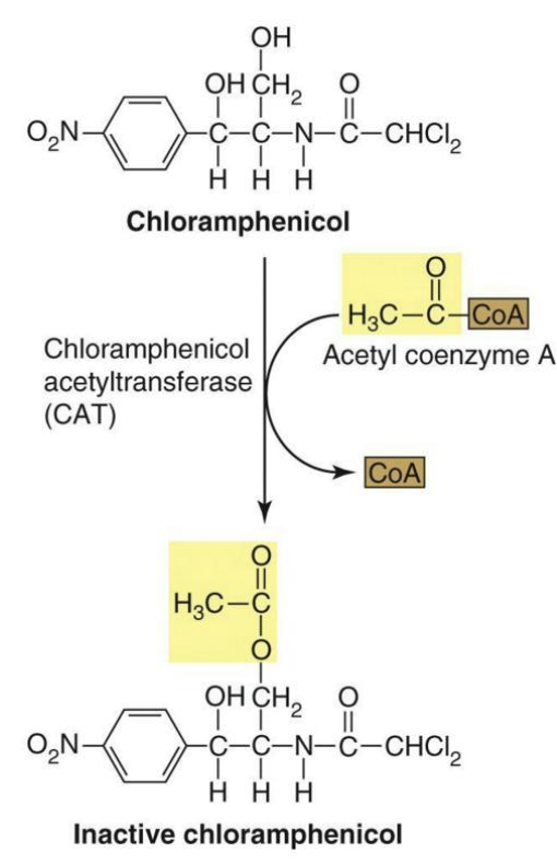 <p>Resistance to <strong><em>chloramphenicol</em></strong> usually occurs in two major ways:</p><ul><li><p>Production of chloramphenicol acetyltransferase (drug inactivation)</p></li><li><p>Reduction of the membrane permeability to the drug (drug inaccessibility)</p></li></ul><p></p>