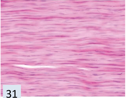 <p>what tissue is this?</p>