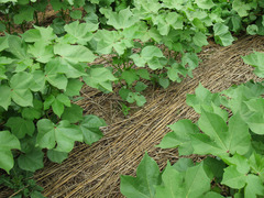 <p>A fast-growing crop that is planted in the interval between harvest and the next season's planting to prevent erosion and limit the loss of nitrogen.</p>