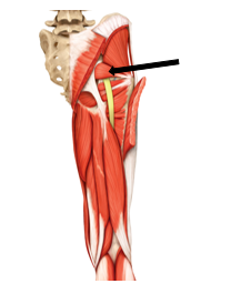 <p>What is the muscle highlighted, what is its action?</p>