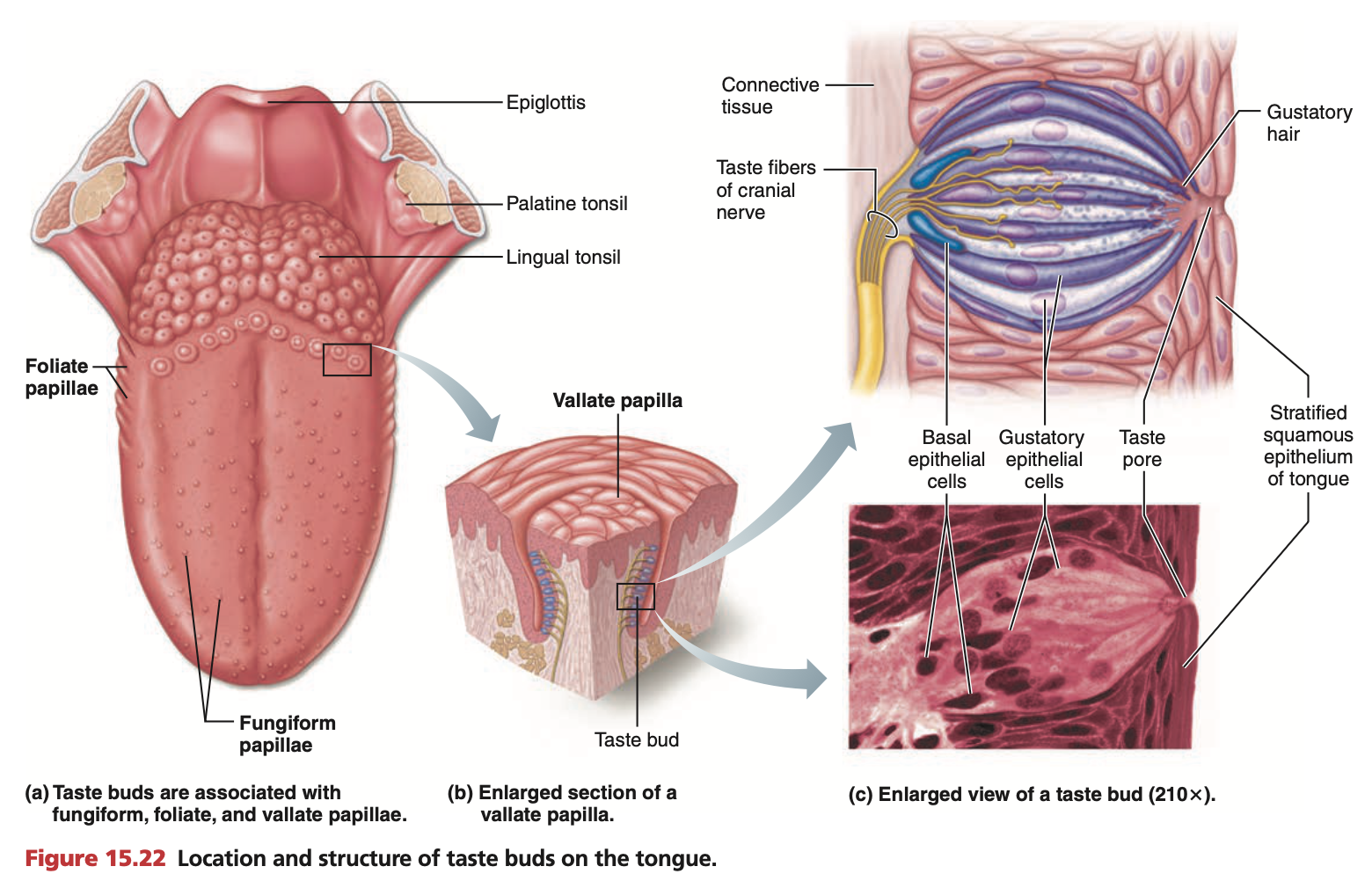 <p>Each papillae is made of many <strong><mark data-color="yellow" style="background-color: yellow; color: inherit;">taste buds</mark>.</strong></p><p>Each <strong><mark data-color="yellow" style="background-color: yellow; color: inherit;">taste bud</mark> </strong>consists of:</p><ul><li><p>Supporting cells</p><ul><li><p>Extend through a <strong>taste pore</strong></p></li></ul></li><li><p><mark data-color="green" style="background-color: green; color: inherit;">Gustatory (taste) cells - chemoreceptors</mark></p><ul><li><p>Extend through a <strong>taste pore</strong></p></li></ul></li><li><p>Gustatory (taste) hairs</p><ul><li><p>Found on the surface bathed in saliva</p></li><li><p>On both gustatory (taste) cells & supporting cells</p></li></ul></li><li><p>Basal cells</p><ul><li><p>stem cells that divide and differentiate to replace gustatory (taste) cells (chemoreceptors)</p></li></ul></li></ul><p>Each taste bud responds to<strong> 2 or more taste qualities</strong></p>