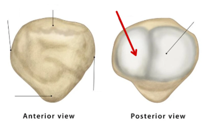 <p>Patella</p>