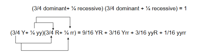 <p>probability of one trait <strong>times</strong> the probability of the second trait </p><p>ex. </p>
