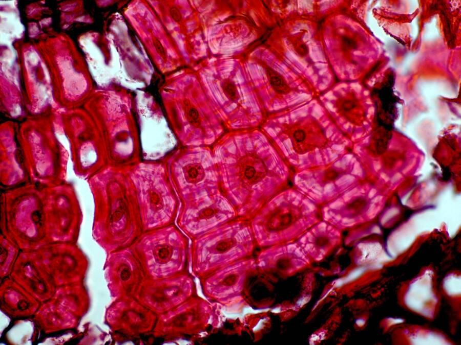 <p>In plants, a relatively short type of sclerenchyma cell that usually functions in protection, such as in seed coats and nutshells.</p>