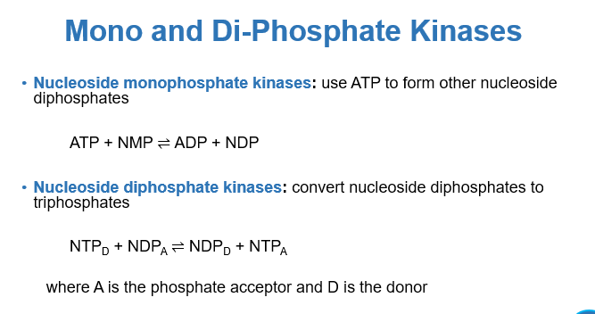 <p>This highly energy-intensive process produces inosine monophosphate (IMP), the first fully formed purine nucleotide, which then serves as a branch point for the synthesis of<strong> adenosine monophosphate (AMP) and guanosine monophosphate (GMP)</strong>.</p><p></p><p>What happens to these nucleotides </p>