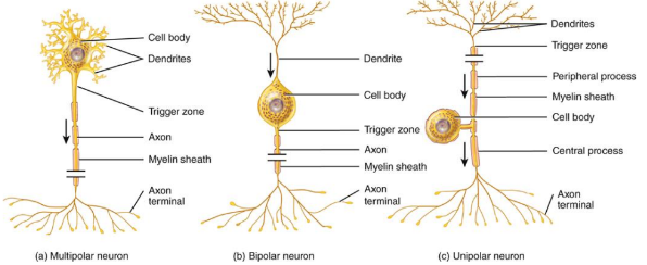 <ol><li><p>MULTIpolar neuron</p></li><li><p>BIpolar neuron</p></li><li><p>UNIpolar neuron</p></li></ol><p></p>