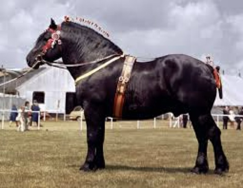 <p>Which horse breed is this?</p><p>Hint: Became famous for pulling stagecoaches.</p>