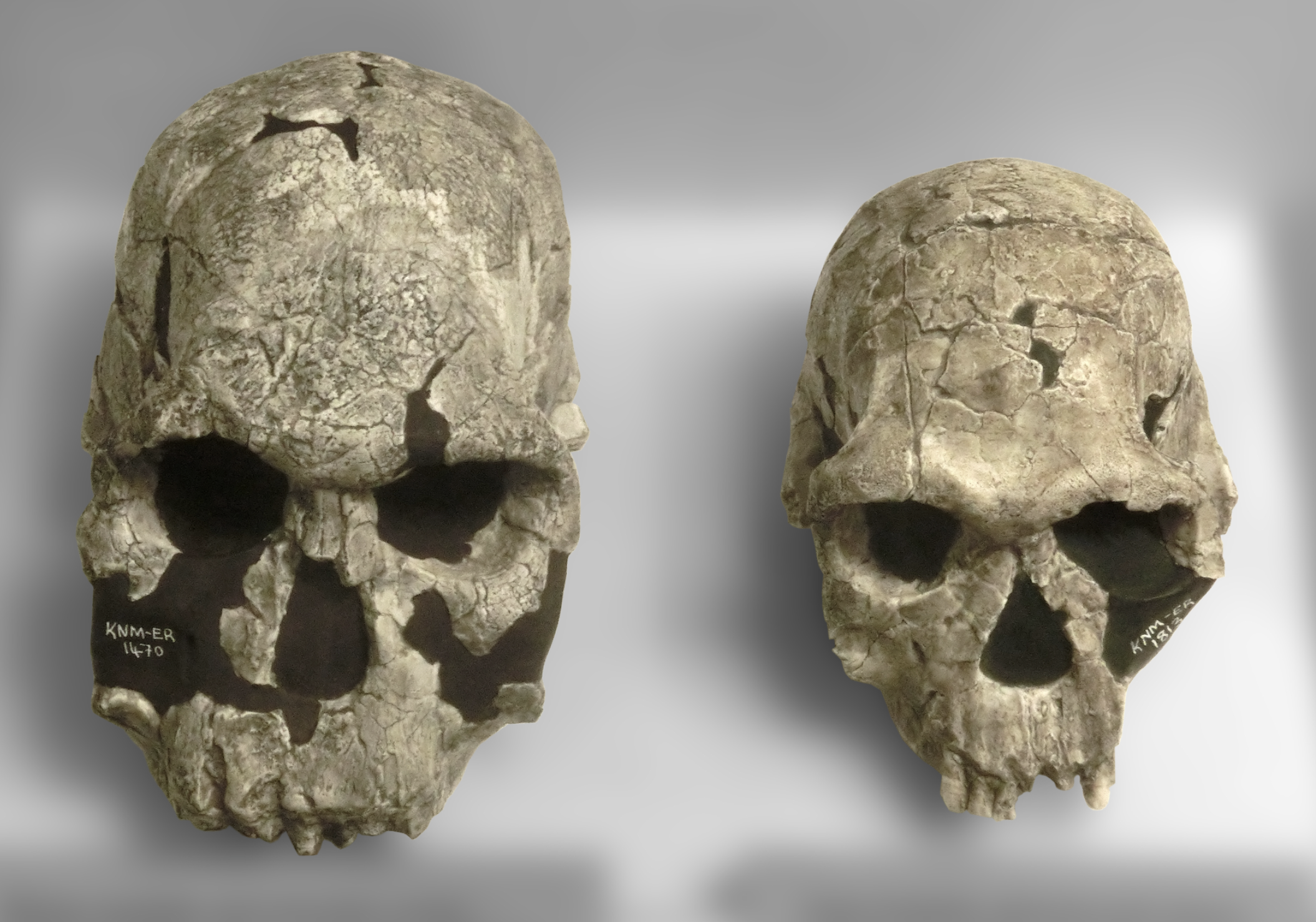 <p>Homo rudolfensis</p>