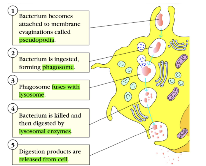 <p>Pseudopodia→ phagososme→ fuses with lysosome→ lysosomal enzymes → released from cell</p>