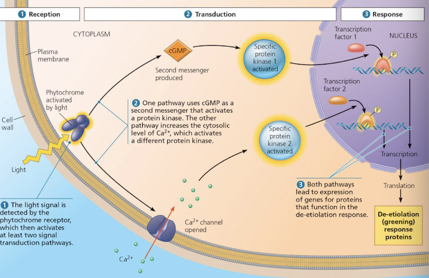 <ul><li><p>both pathways lead too the expression ofo genes for proteins that function in that de-etiolation process</p></li><li><p>post transcriptional modificiation of proteins</p><ul><li><p>phosphorylation and dephosphorylation</p></li></ul></li><li><p>Transcription regulation</p><ul><li><p>transcription factors bind to specific regions of DNA to control transcription of genes on DNA</p></li><li><p>activators: increase transcriptioon</p></li><li><p>repressors: decrease transcription</p></li></ul></li></ul><p></p>