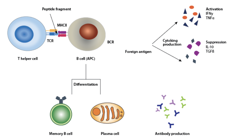 <p>slechts enkele zogenaamde ‘anchor residues’ bepalen zijn voor de binding in de peptidegroeve</p><ul><li><p>elk individu eeft slechts 2 kopieen van elk HLA-gen → hierdoor is aantal MHC-moleculen beperkt = dus opgelost met dit systeem</p></li></ul><p></p>