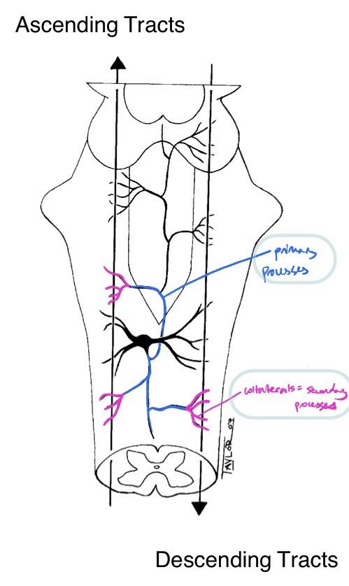 <ul><li><p>RF neuron has many collaterals comparatively → </p><ul><li><p>allow monitoring of various ascending + descending tracts</p><ul><li><p>receive input from thousands of cells to monitor entire state of body</p></li></ul></li></ul></li></ul><p></p>
