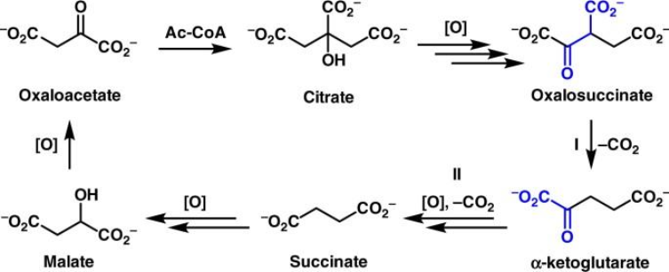 <p>lead from 6-carbons to 4-carbon molecules</p>