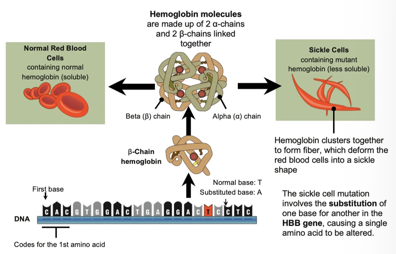 <ul><li><p>A point mutation/ substitution - a change in one nucleotidein the gene for haemoglobin on chromosome 11. </p></li><li><p>causes haemoglobin molecules to stick together which distorts red blood cells to a rigid, sickle shape (especially when deoxygenated). </p></li><li><p>Inhibits the ability of haemoglobin to carry oxygen, therefore reducing oxygen carrying capacity. </p></li><li><p> The sickle-shaped red blood cells die prematurely, which can lead to anaemia. </p></li><li><p>The inflexible, sickle-shaped cells can get stuck in small blood vessels and block blood flow - can cause serious medical complications.</p></li></ul><p></p>