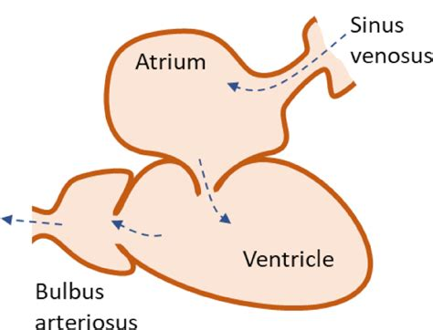 <p><strong>main pump </strong>w/ the most acceleration, heavy walls of cardiac muscle</p><ul><li><p>contracting pumps blood</p></li><li><p>relaxing refills the heart</p></li><li><p>2 layers </p></li></ul><p></p>
