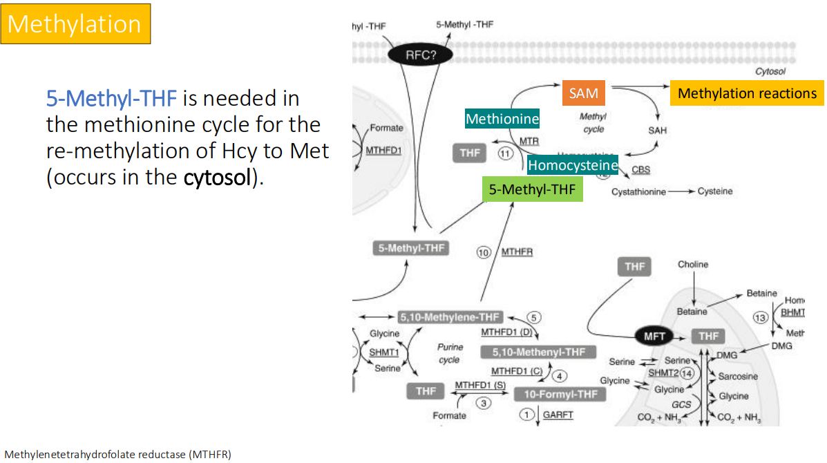 <p>methionine cycle for the re-methylation of Hcy to Met (occurs in the <strong>cytosol</strong>)</p>