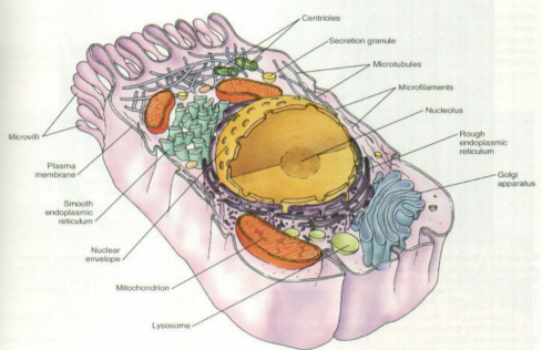 <p>plasma membrane, cytoplasm, and the nucleus </p>