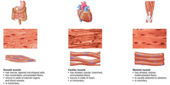 <p>skeletal muscle, cardiac muscle, and smooth muscle</p>