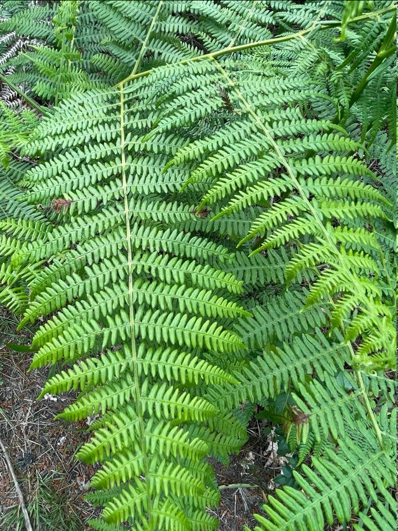 <p><span style="font-family: "Open Sans";">Pteridium aquilinum - Bracken fern</span></p>