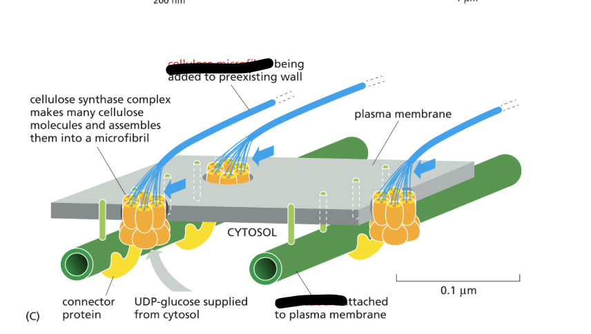 <ul><li><p>Produce cellulose </p></li><li><p>embeded in the outer surface of the cell as integeral membrane proteins that are made up of six enzyme trimers, acts as an enzyme complex to make cellulose </p></li><li><p>transport activated glucose monomers in the form of UDP-gluclose from the cytosol across the plasma mrembrane and incorporat them into a growing cellulsoe chain at the points of membrane attachment which then assemble to form a cellulose microfibril </p></li><li><p>distal ends of microfibrils are integrated into cell wall and elongation pushes these complexes along the plane 9blue arrows)</p></li></ul><p></p>