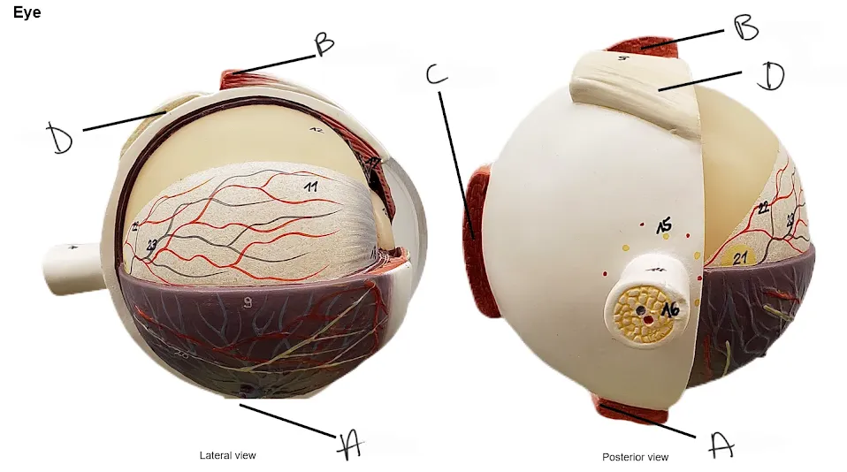 <p>medial rectus</p>