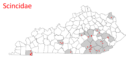 <p>Plestiodon anthracinus</p>