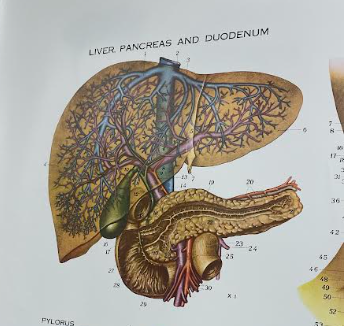 <p>Pancreas</p>