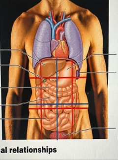 <p>Which structures are located in the abdominopelvic regions</p>