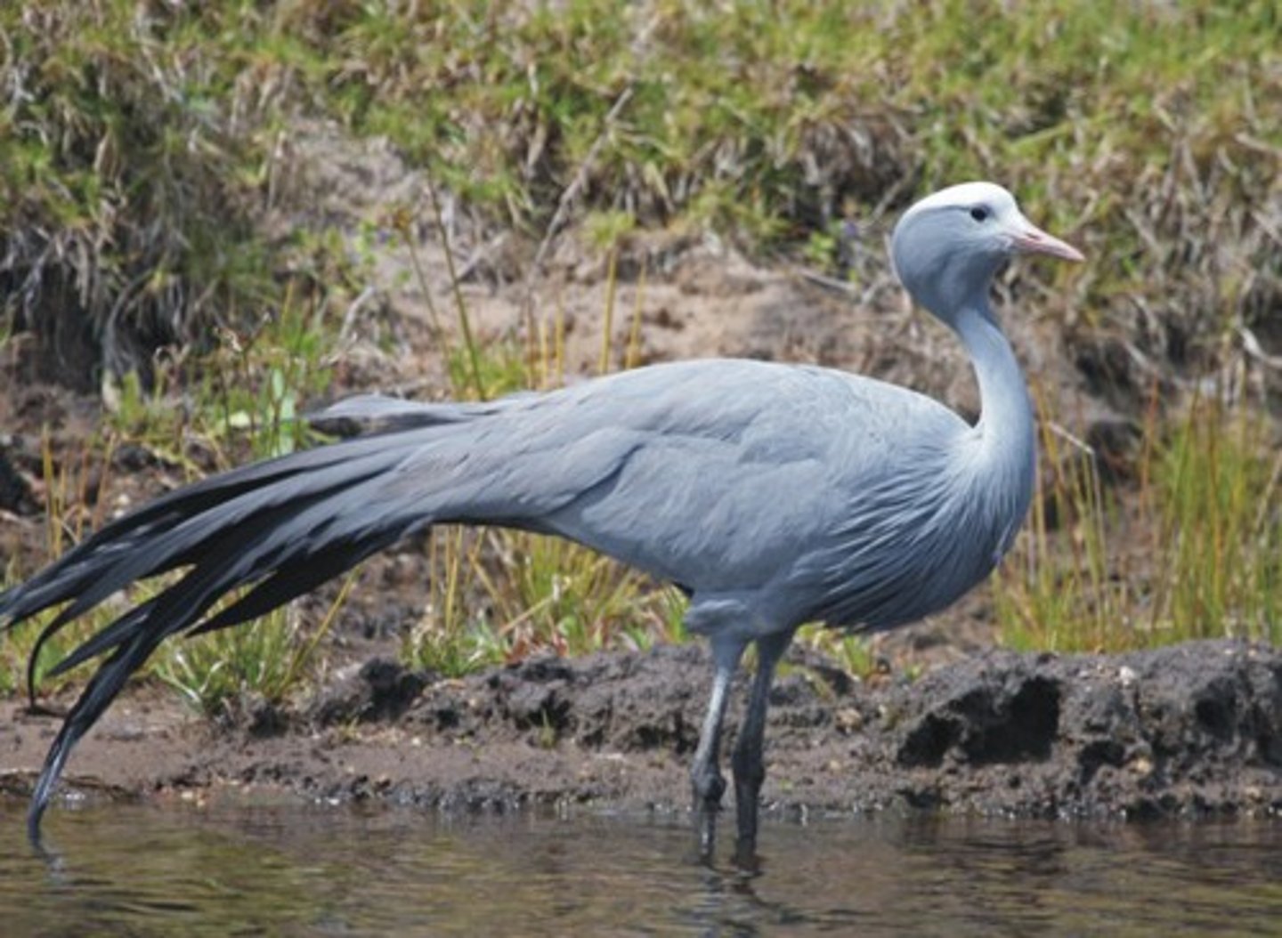 <p>-Leks form before or during the breeding season</p><p>- Defined by: male displays + strong female mate choice + conferring of male indirect benefits</p><p>- Common in bird species; also found in insects, amphibians, and mammals</p><p>-Many males gather, but only dominant males successfully mate</p><p>- Example: Blue Crane (National Bird) — courtship involves a "dance" in which the male chases the female with leaps, bows, and bouts of calling</p>