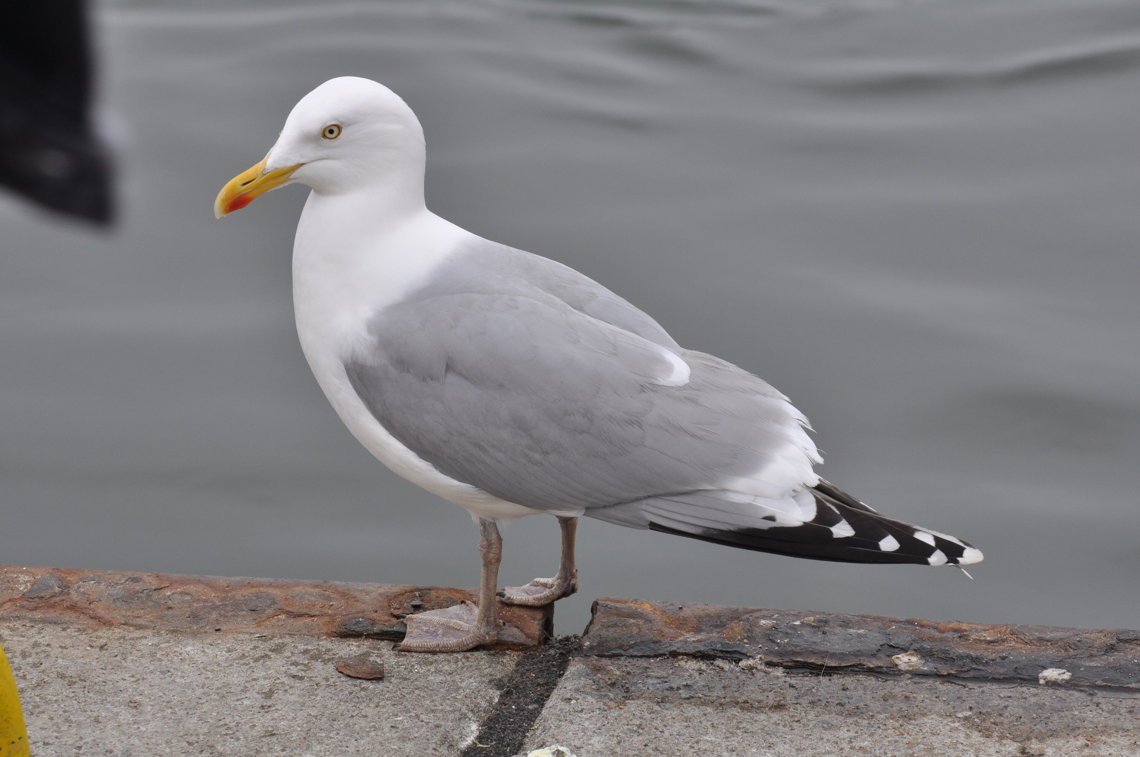 <p><strong>ljusgrå</strong> kropp, vitt huvud och hals, rosagrå ben, gula ögon, gul näbb med röd fläck</p>