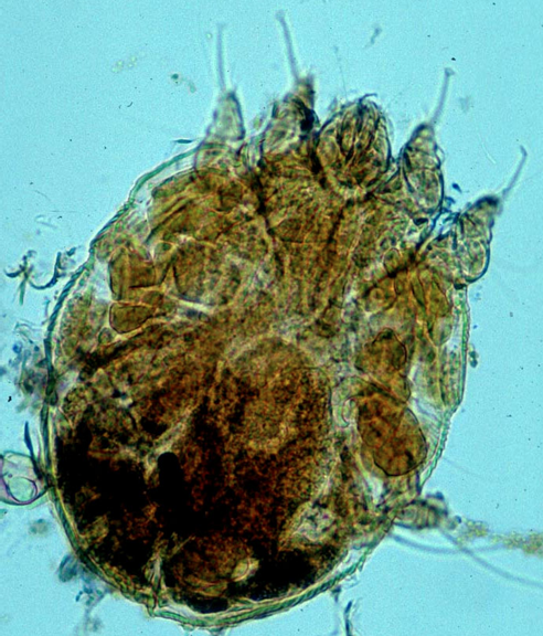 <p>Canine mange mite</p><p>Burrowing</p>
