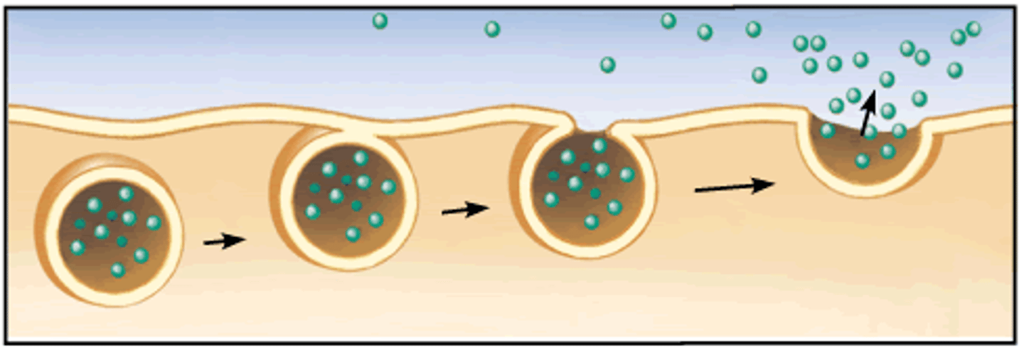 <p>A vesicle membrane fuses with a cell membrane to expel its contents out of the cell.</p>