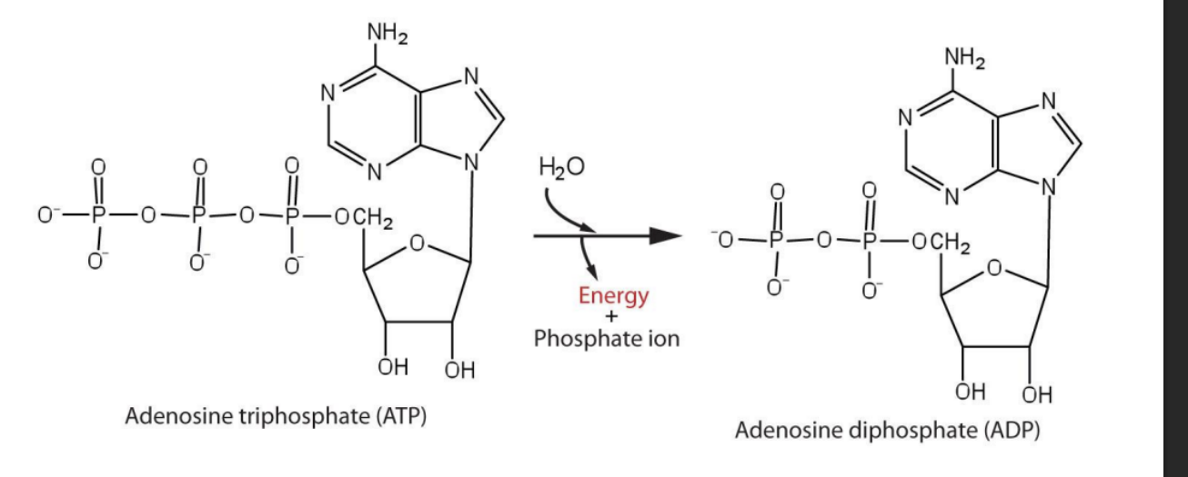 <p>Substances with structural features that are able to release energy if they get hydrolyzed </p><p>ATP turning into ADP for energy </p>