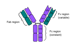 <p>_____ is the first Immunoglobulin (Ig) to increase in a re-infection.</p>