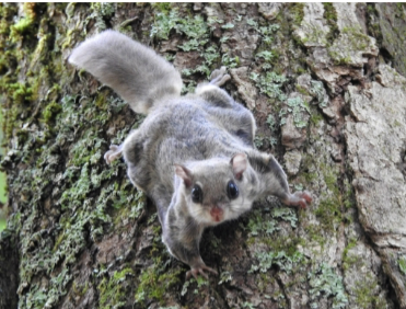 <p> Limbs are connected from wrist to ankle by loose fold of skin</p><p>• Tail is densely haired</p><p>• Can be seen gliding from tree to tree</p>