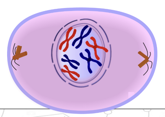 <ul><li><p>chromatids <strong>condense</strong>, become visible as pairs of chromatids </p><ul><li><p>held together by centromere </p></li></ul></li><li><p><strong>spindles</strong> begin to <strong>grow</strong> from <strong>centrioles</strong></p></li><li><p><strong>nucleus</strong> <strong>breaks</strong> down </p></li><li><p><strong>nucleolus</strong> <strong>disappears</strong> from view </p></li></ul><p></p>