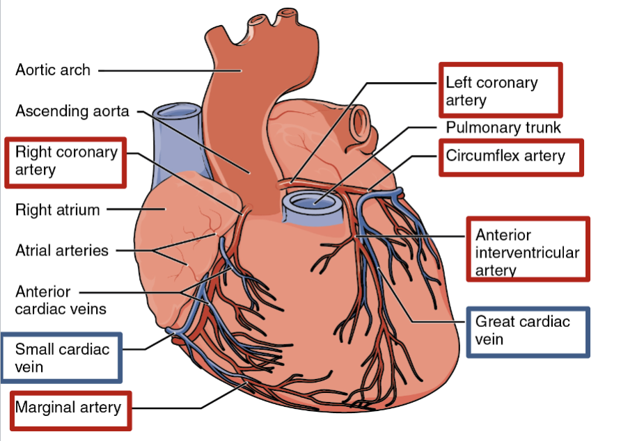 <ul><li><p>Left/right coronary artery</p></li><li><p>Circumflex artery</p></li><li><p>Anterior interventricular artery</p></li><li><p>Coronary sinus</p></li><li><p>Marginal artery</p></li></ul><p></p>