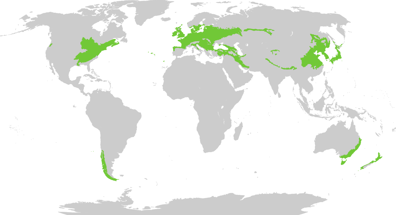 <p>Temperate Forest</p>