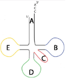 <p>A</p>