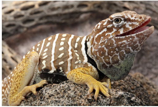 <p>Family: Crotaphytidae</p>