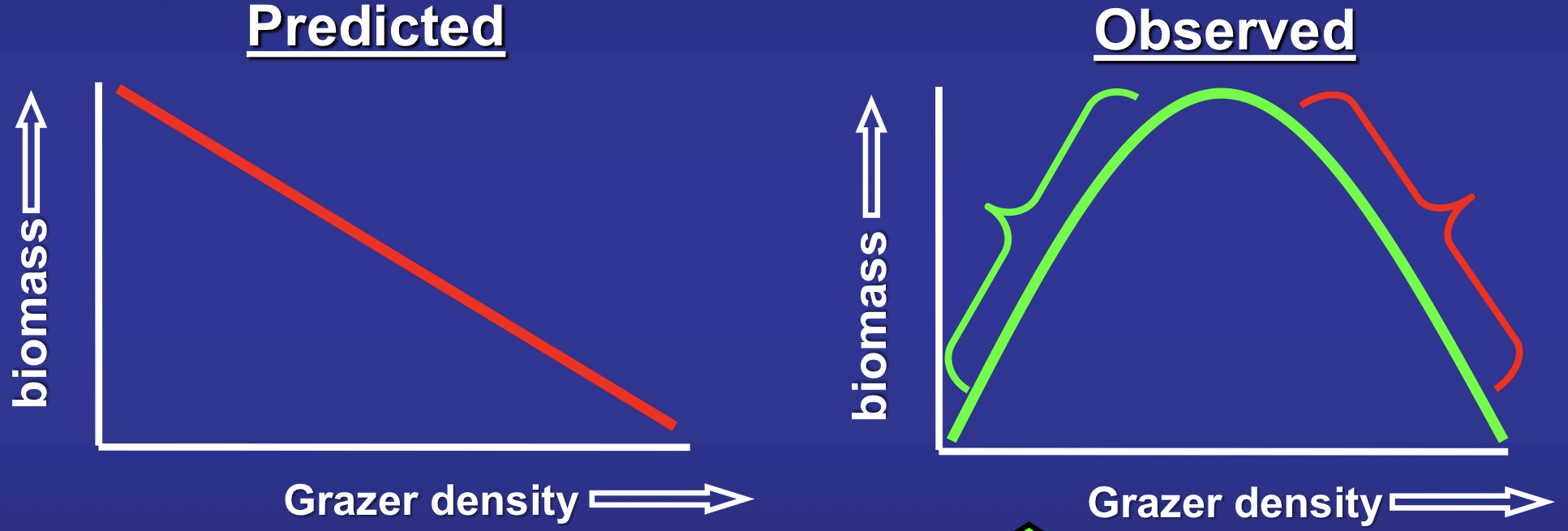 <p>low density of grazers = increased algae biomass (why? grazers bush away sediment allowing for light to reach algae) </p><p>high density of grazers = decreased algae biomass (why? grazers are consuming SO much algae that they cannot replenish their biomass)</p><p>mismatch to the model </p>