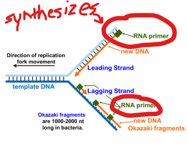 <p>What does primase do?</p>