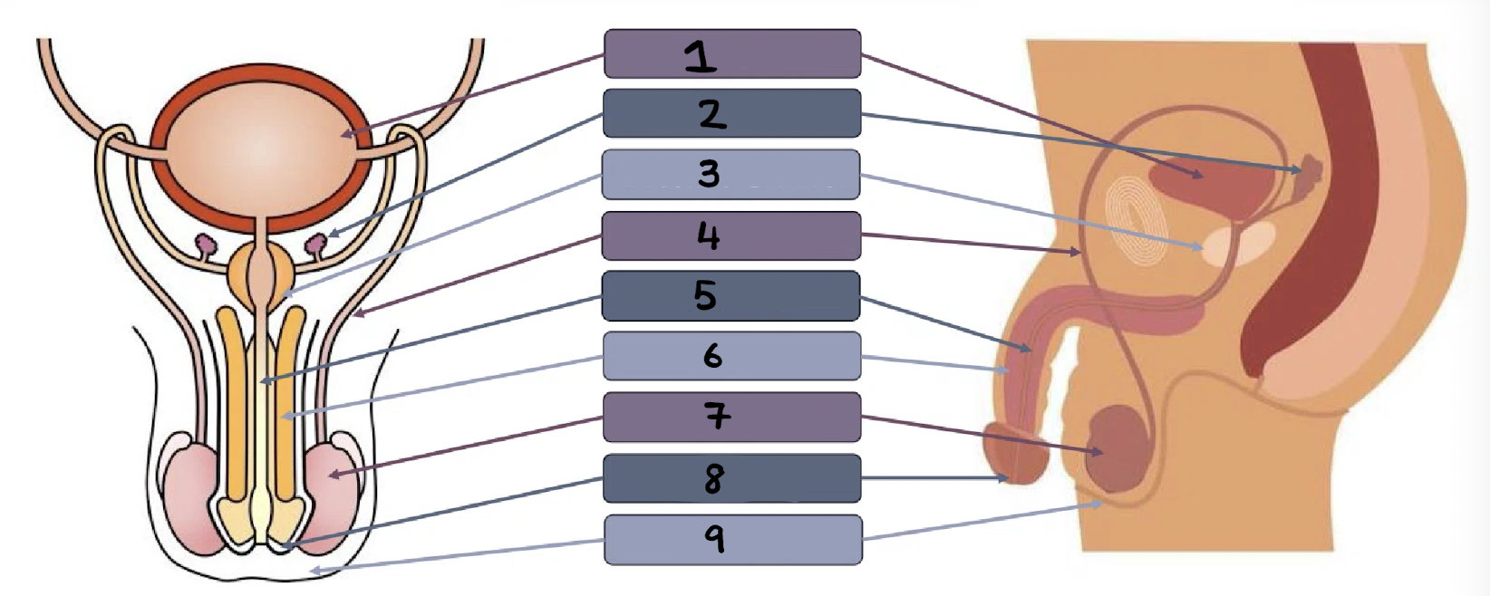 <p>Name <strong>(4)</strong> and state its function.</p>