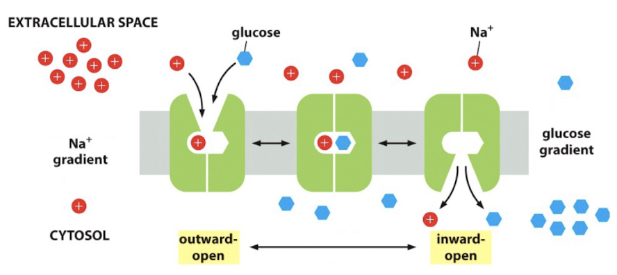 <p>when does the SLGT flip?</p><p></p><p>a). empty</p><p>b). Na+ present</p><p>c). glucose present</p><p>d). Na+ and glucose present</p><p>e). A and D</p>