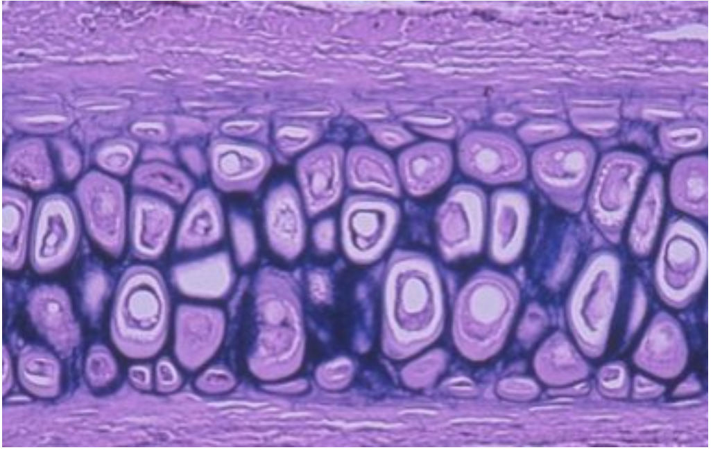 <p><span>Name a </span><strong>location</strong><span> for this tissue</span></p>
